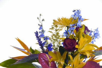 Display of flowers