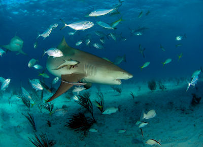 Image of a lemon shark