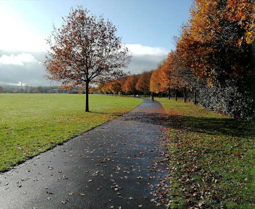 A view of a coloannade of trees in autumn