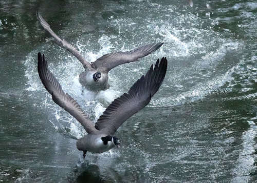 A pair of Geese taking off from the Lake