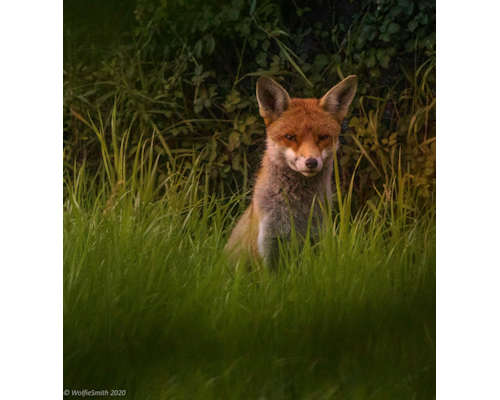 A lone Fox
