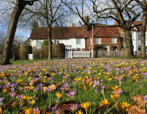 A picture of the carpet of spring flowers on the Bowling Green in the Old Town